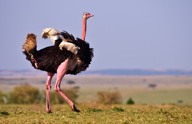 An image of the Common ostrich, the largest bird in the world