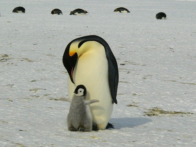 Emperor penguins 