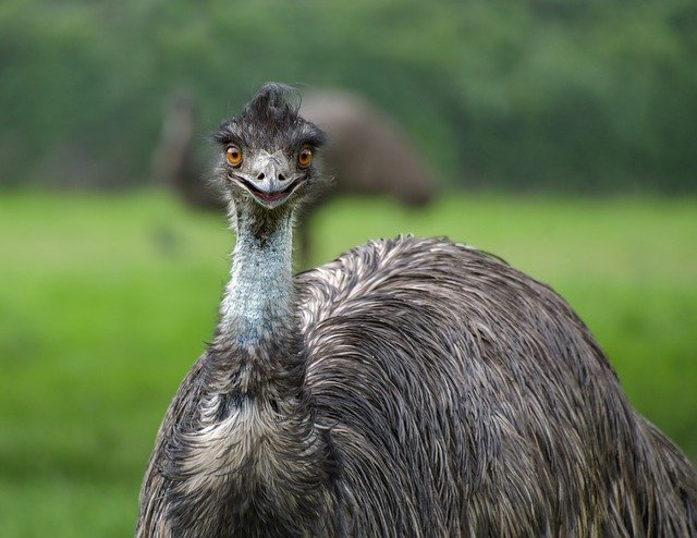 Emu, one of the largest birds in the world