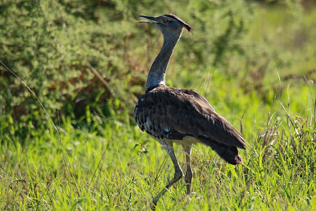 The Kori bustard