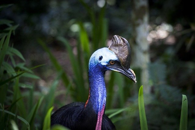 Southern cassowary, the third largest bird in the world