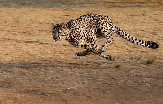 Cheetah. the fastest animal on land