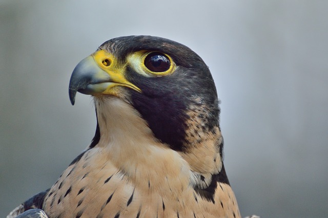 A picture of Peregrine falcon, the fastest animal on Earth