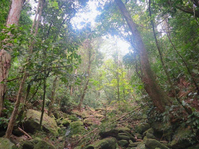 Amazon rainforest in Brazil