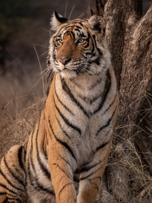 Best places to see the Bengal Tiger in India