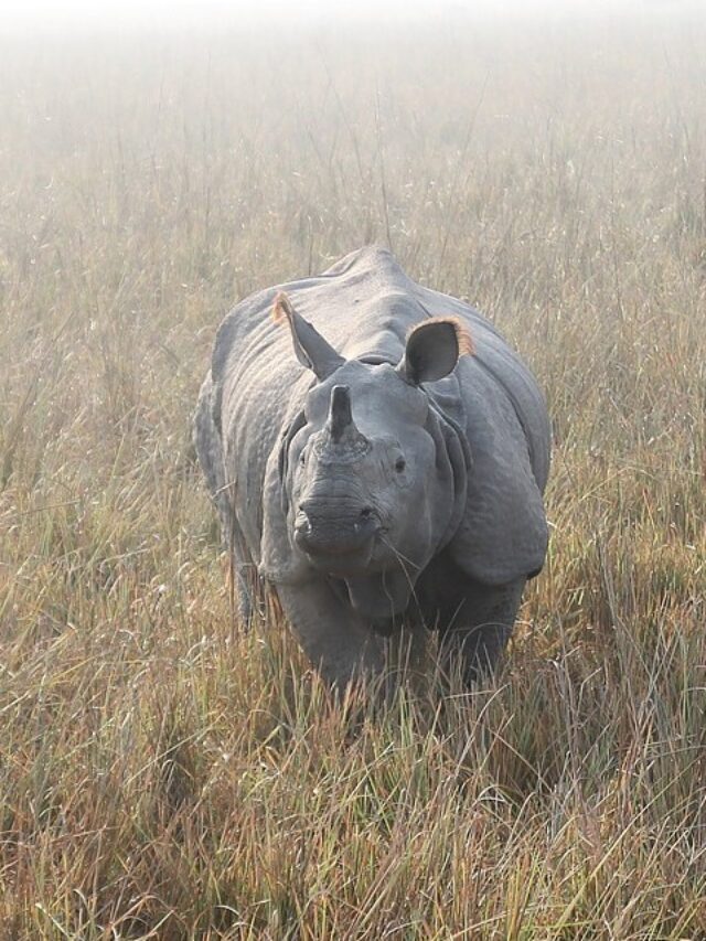 The Indian Rhinoceros – one horned Rhino