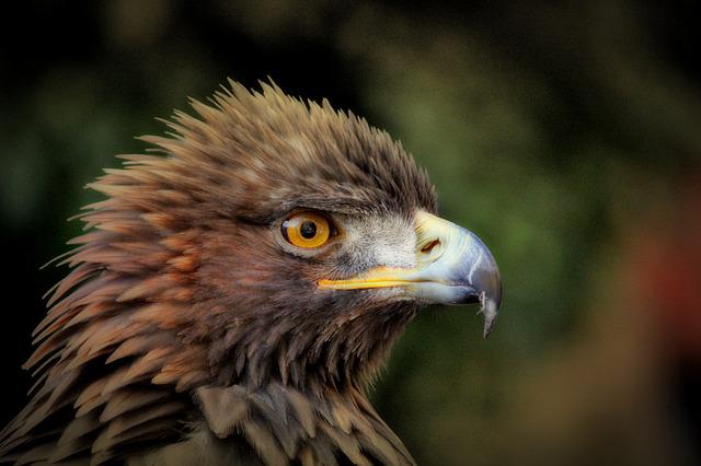 An image of a Golden Eagle, the national animal of Mexico