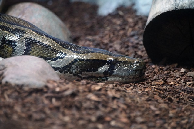 A picture of head of the Burmese Python, the second largest snake in the world.
