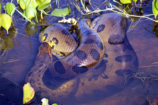 A picture of Green Anaconda, the largest snake in the world