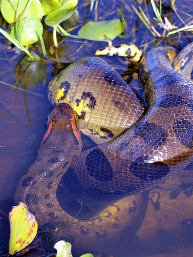 Anaconda snake –  the largest snake in the world