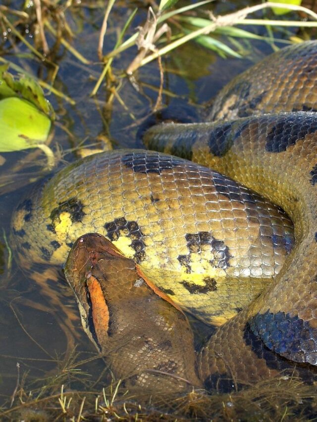 Green anaconda vs Reticulated python – the differences