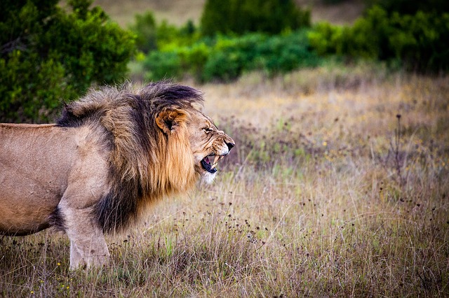 A lion in a National Park in South Africa