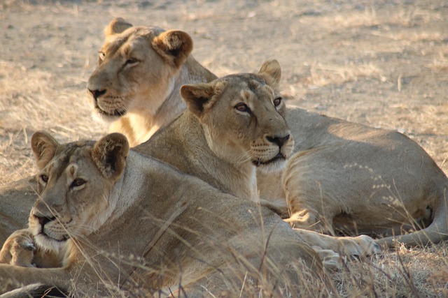 Asiatic Lionesses resting