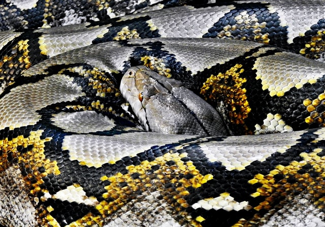A picture of coiled Reticulated Python, one of the largest snakes in the world.