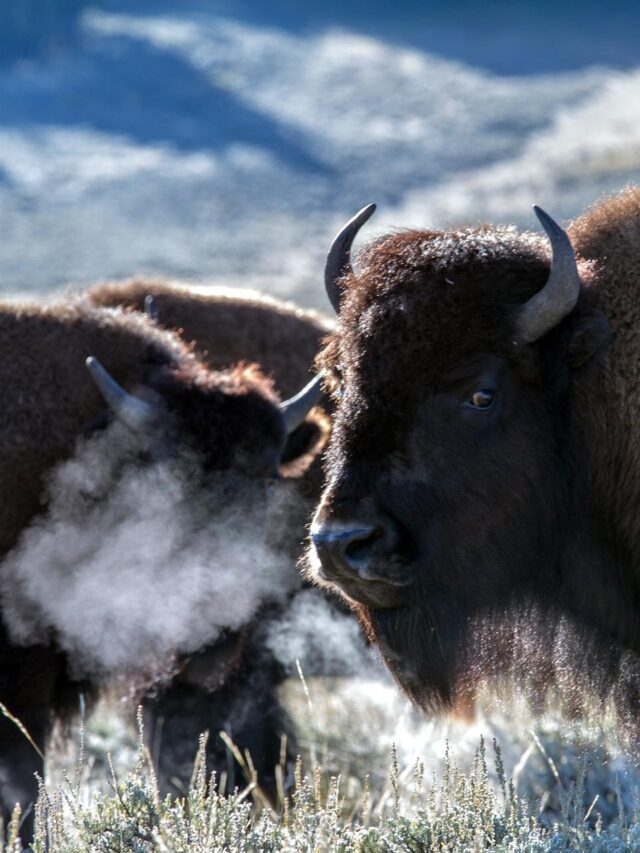 Yellowstone National Park vs Rocky Mountain National Park