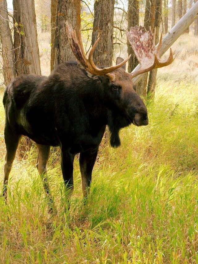 Top 5 largest land animals in North America