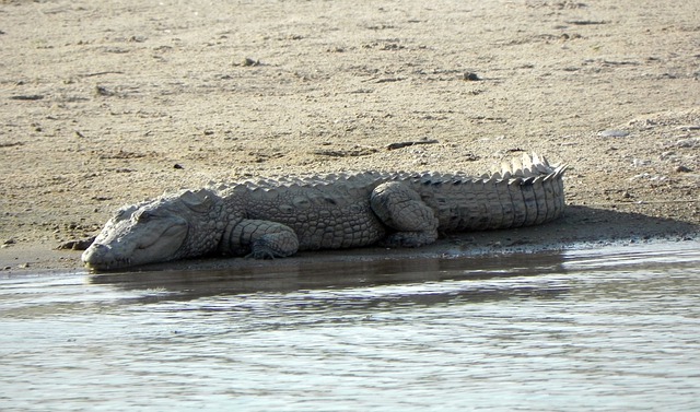 A Mugger sunbathing