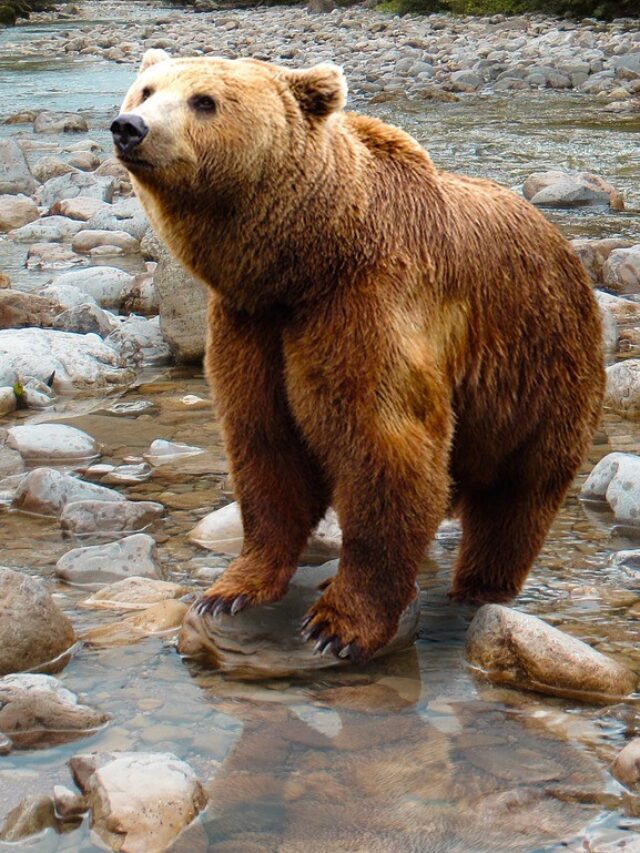 Let’s learn about Brown bears | subspecies | best places to see