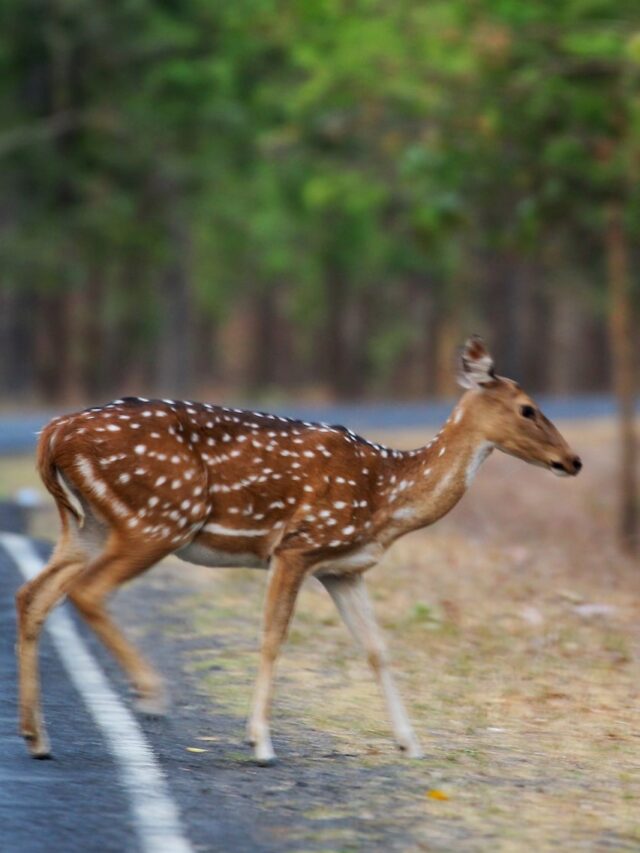 cropped-Deer-Madhya-Pradesh-MP-portrait.jpg
