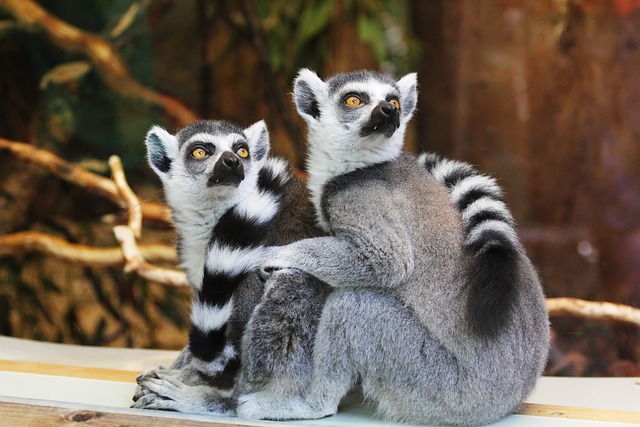 Ring tailed Lemurs, found only in Madagascar