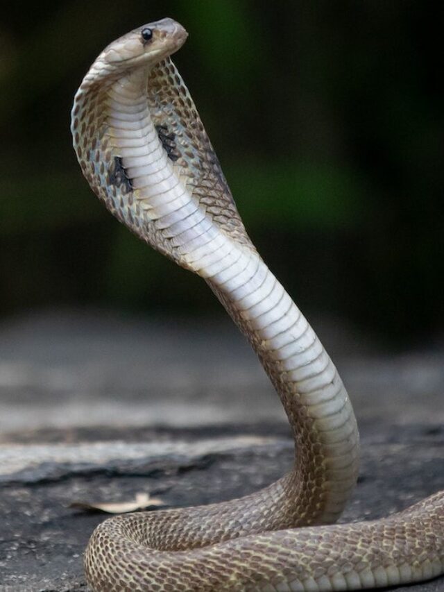 9 fun facts about the Indian Spectacled cobra
