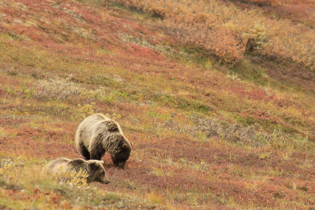 Two Grizzly bears