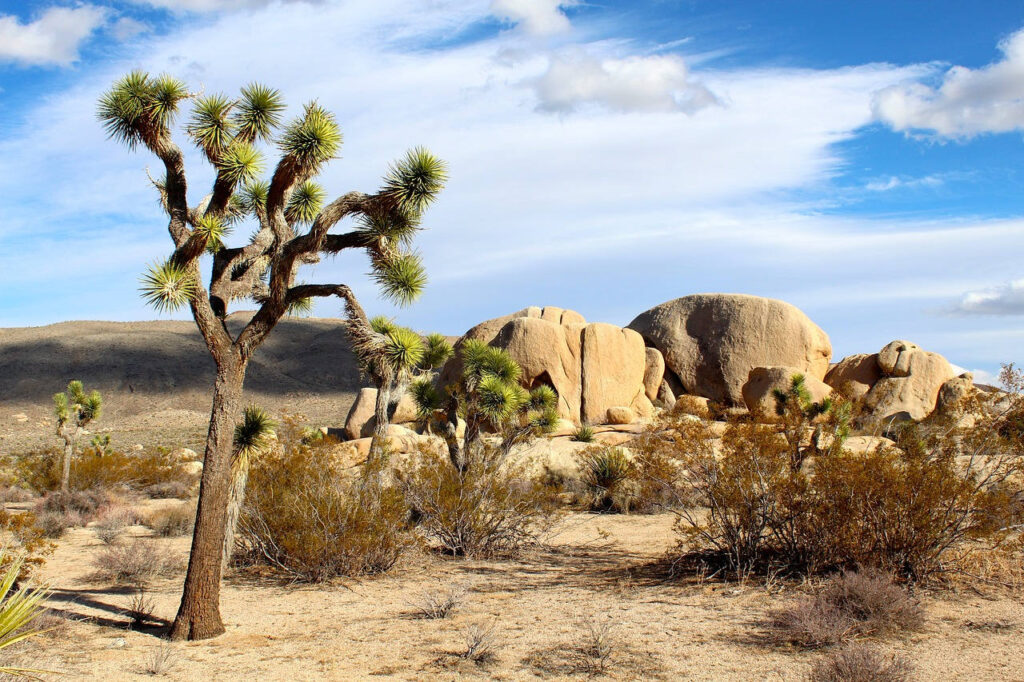 This image has an empty alt attribute; its file name is Joshua-Tree-National-Park-California-1024x682.jpg