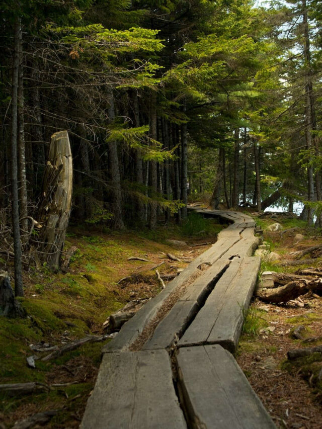 US States With Highest And Lowest Forest Cover GEOGRAPHY HOST kraje-z-najwi-ksz-pokryw-le-n-lesisto-na-wiecie