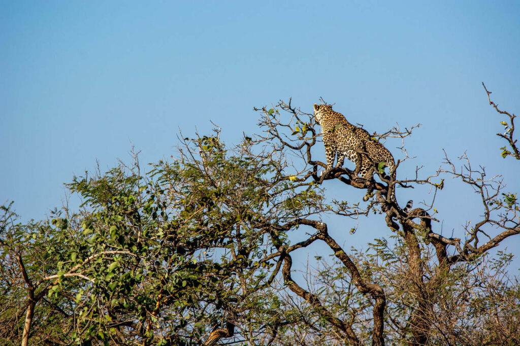 Leopard in India