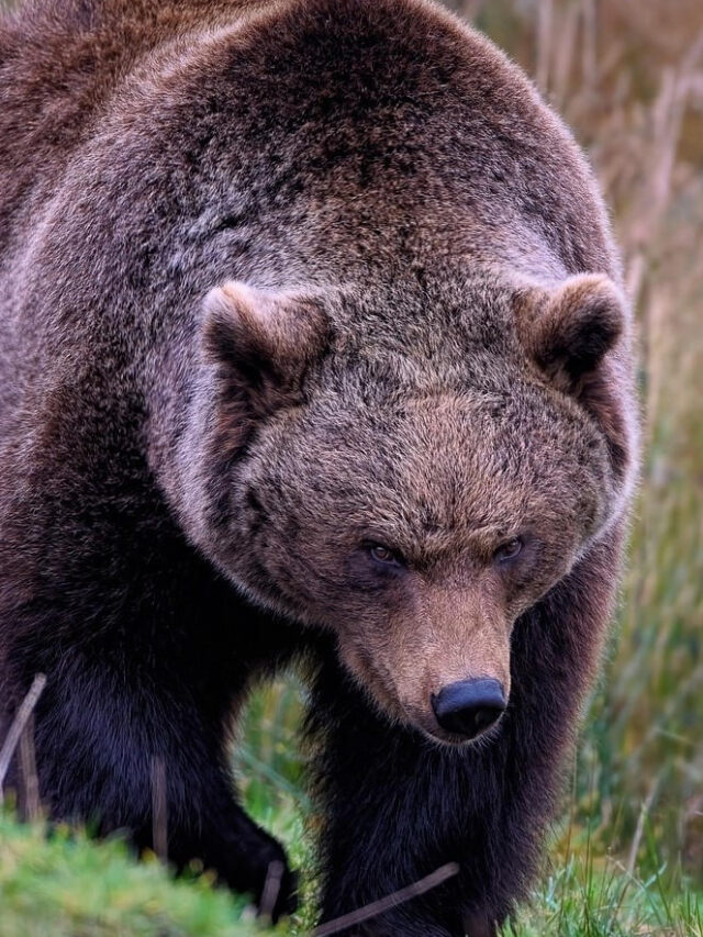 Grizzly bear vs Black bear – the differences