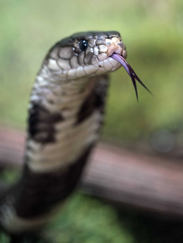 King Cobra, the snake that eats other snakes – let’s learn