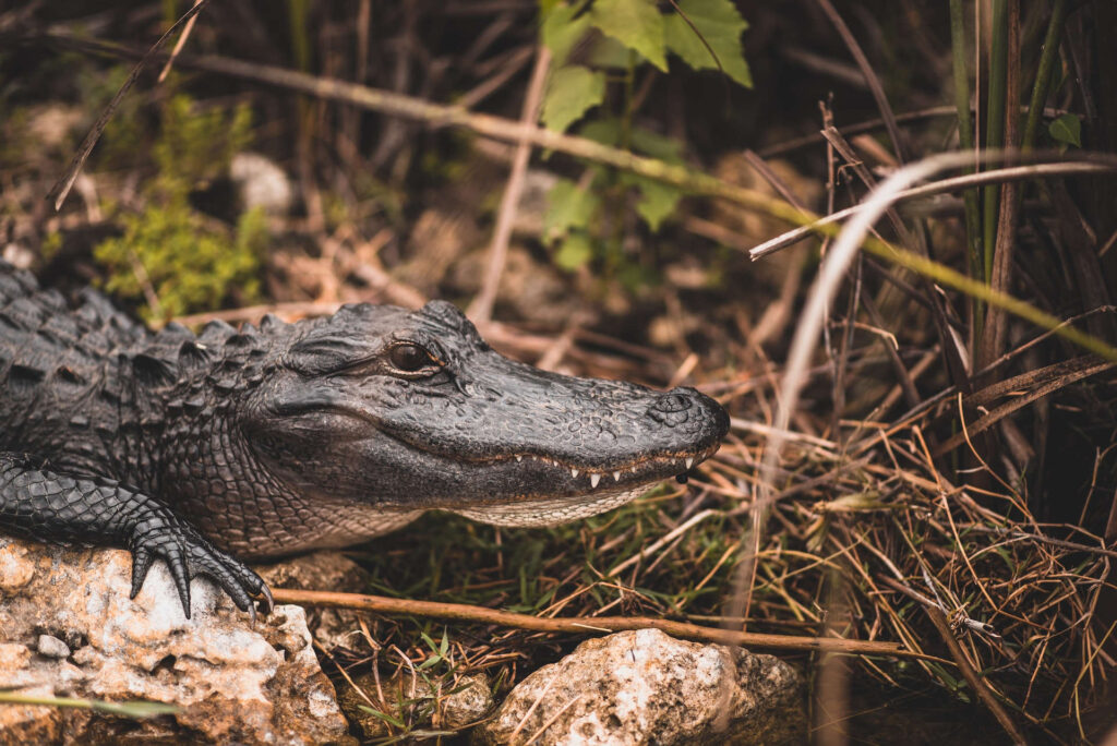 An American Alligator in Everglades National Park