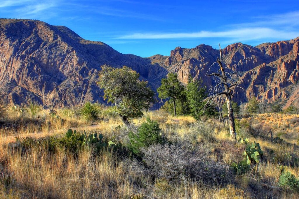 Landscape in Big Bend National Park, Texas