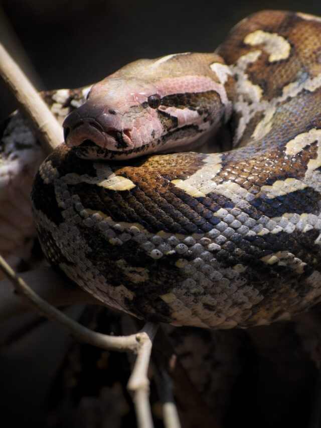 Anaconda vs Indian Python – a comparison