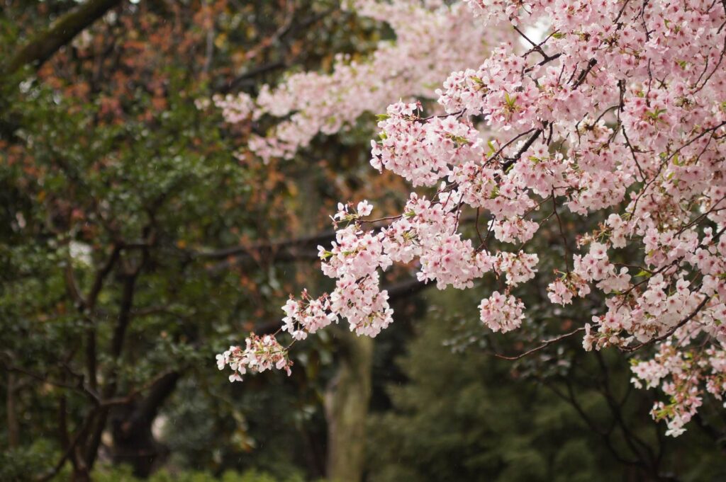 A Cherry Blossom tree