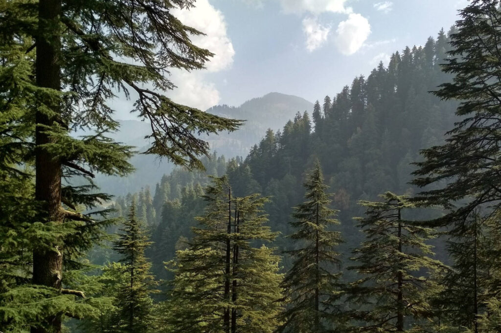 Deodar forest in Great Himalayan National Park