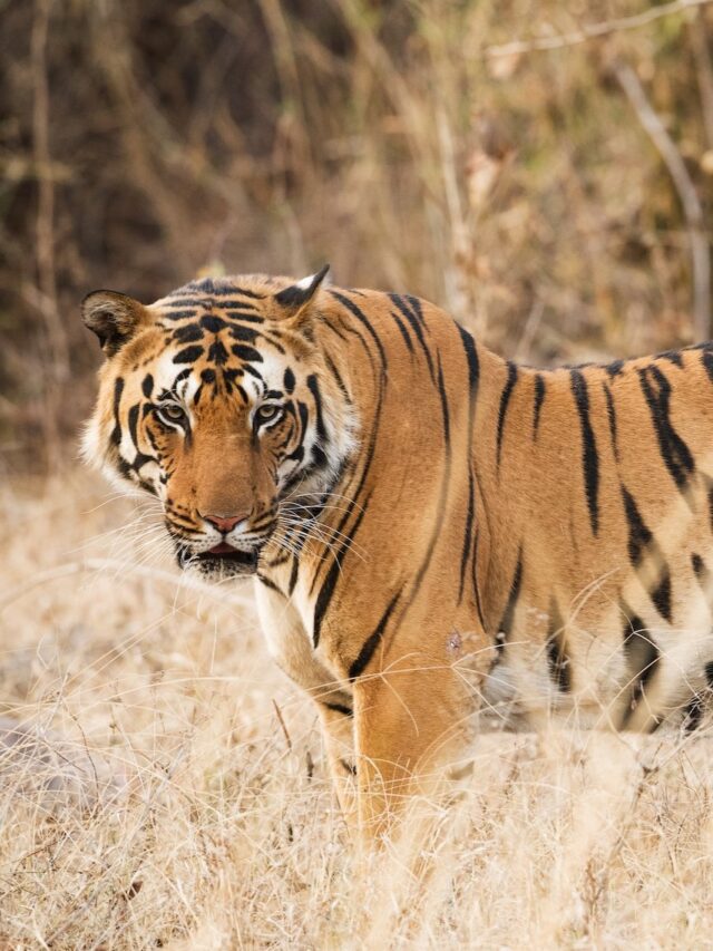Top 10 Indian states with most Tigers (2023 report)