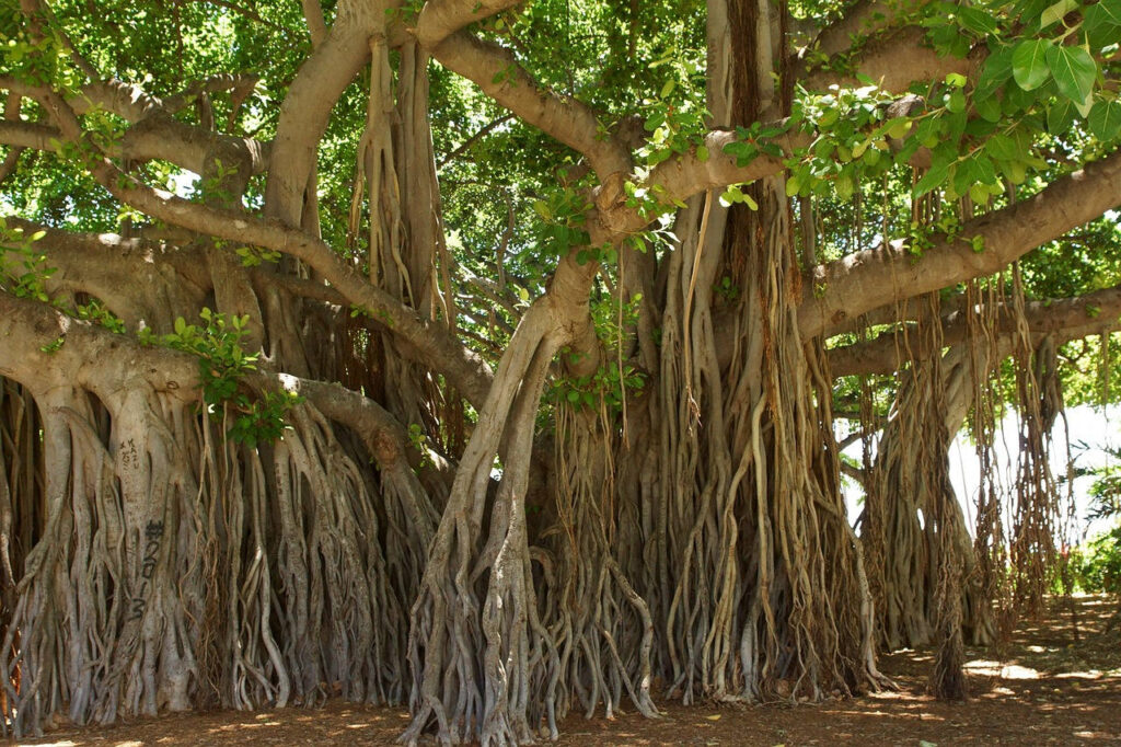 A large Banyan tree