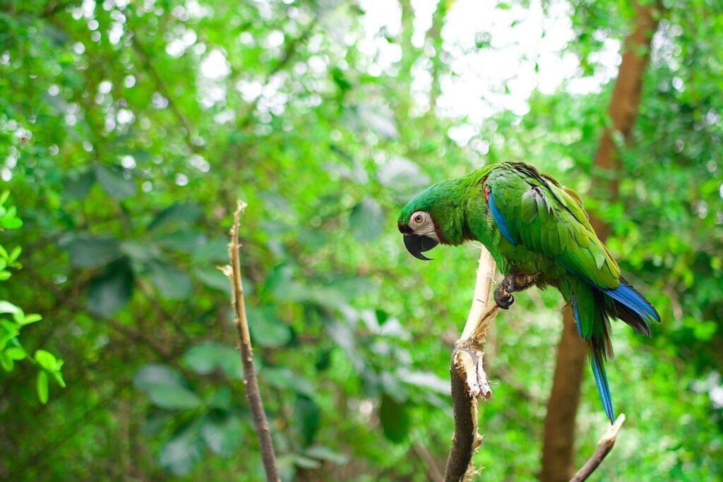 Chestnut-fronted macaw in Ecuador