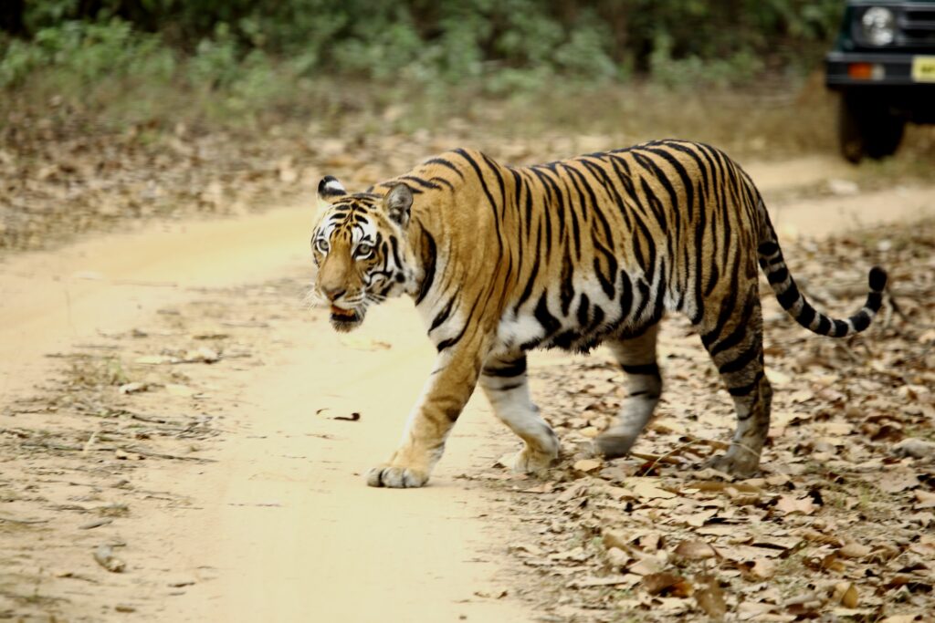 A Tiger in Kanha Tiger Reserve