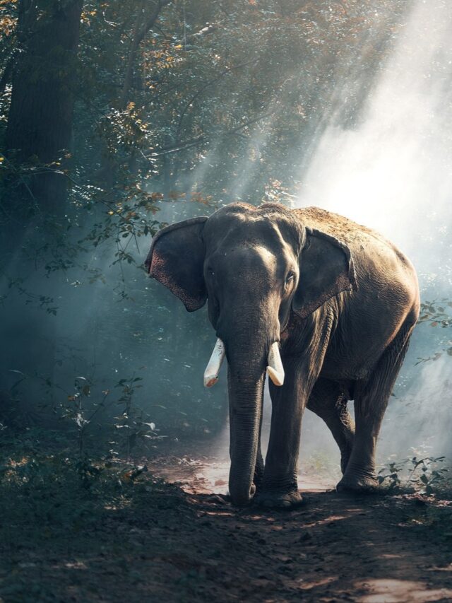 Indian elephant vs Sri Lankan elephant – a comparison