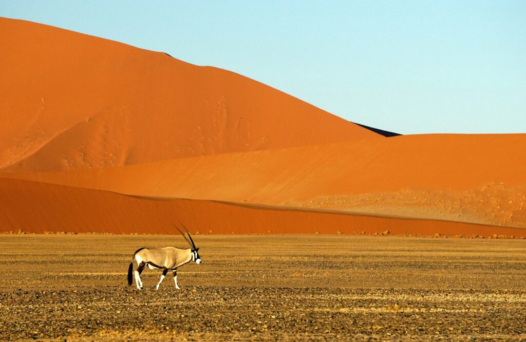 A Gemsbok in Namib desert of Southern Africa