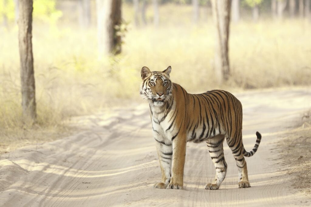 A Tiger in Bandhavgarh National Park