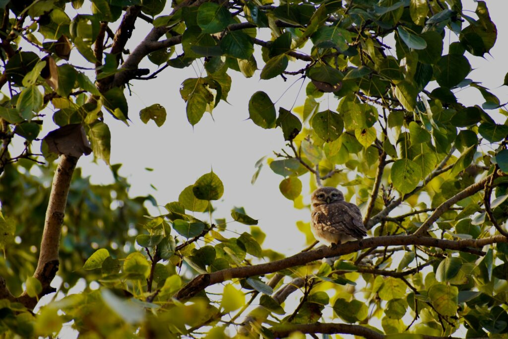 An owl sitting on a Peepal tree