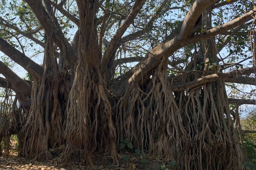 A large Banyan tree