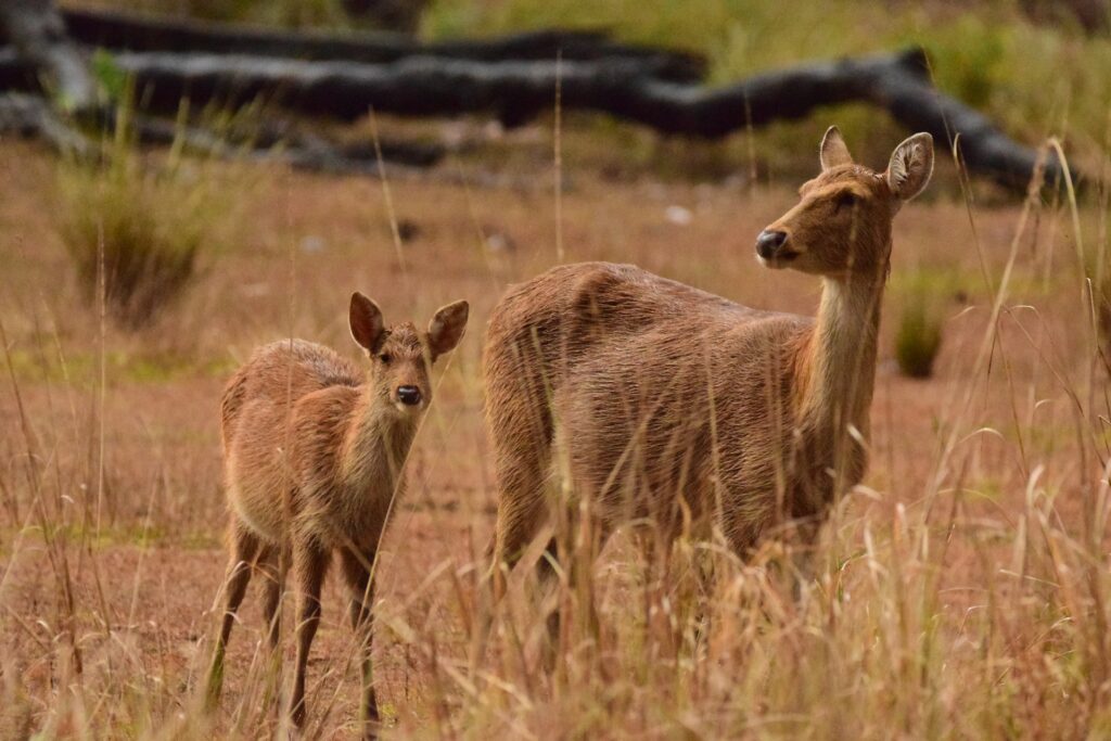Barasingha (Swamp deer) in Kanha National Park