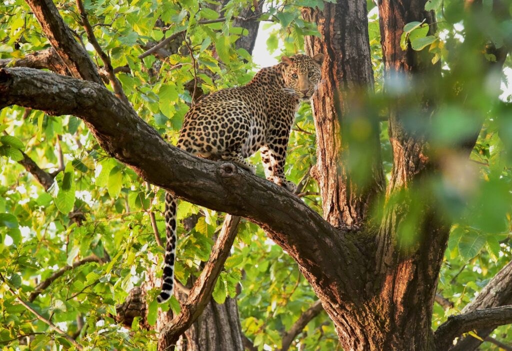Indian leopard in Bandhavgarh National Park