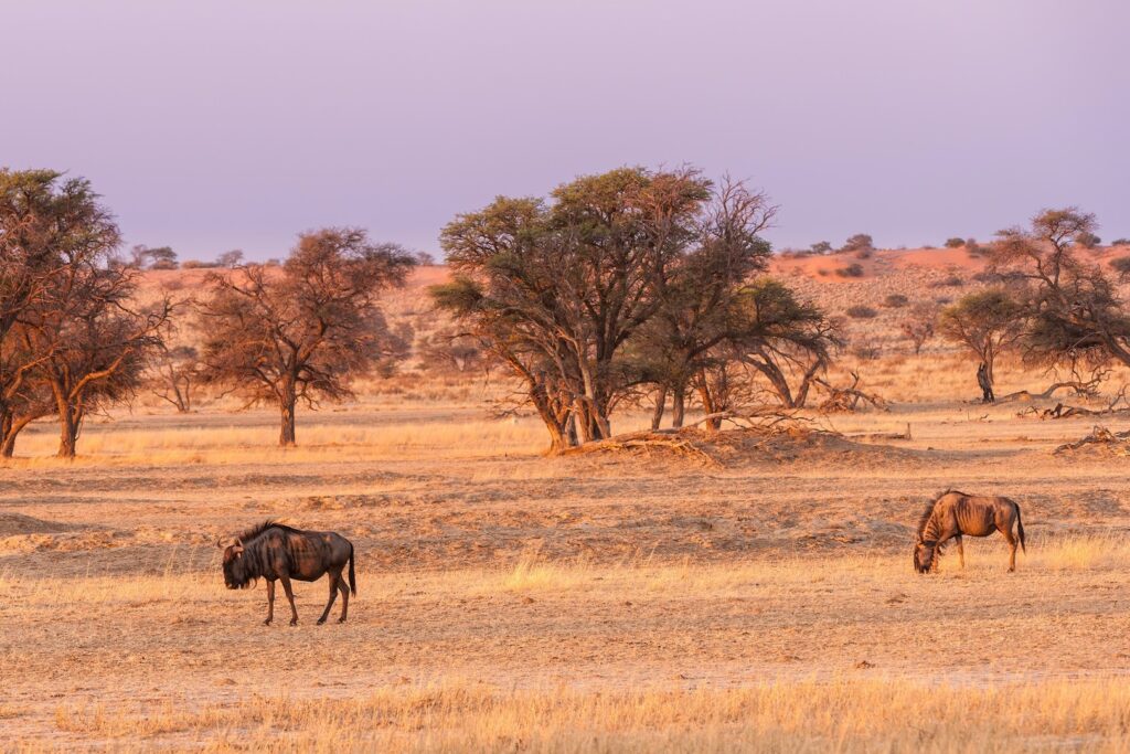 Wildebeest in Kalahari desert of Southern Africa
