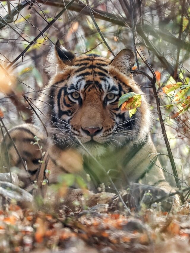 Top 8 Tiger reserves in India with most Tigers