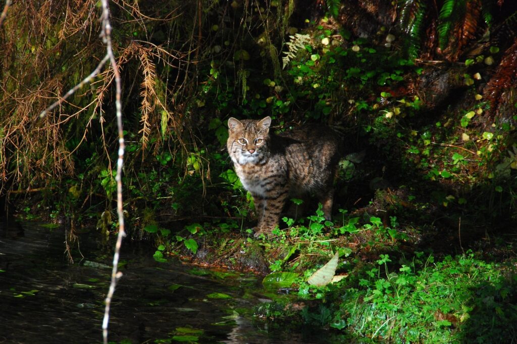 A bobcat in Olympic National Park